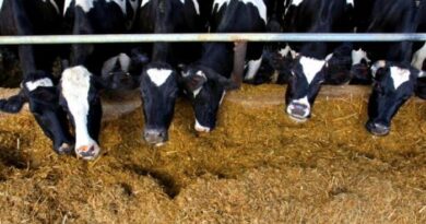 Buy Limestone Animal Feed Grade