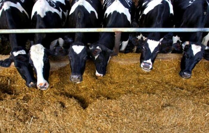 Buy Limestone Animal Feed Grade