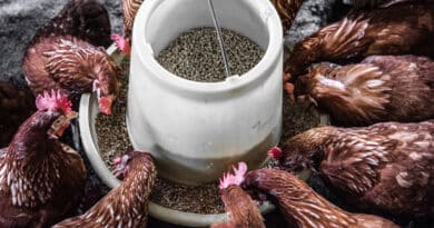 Limestone for Animal Feed