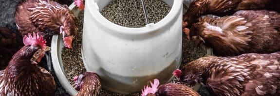 Limestone for Animal Feed