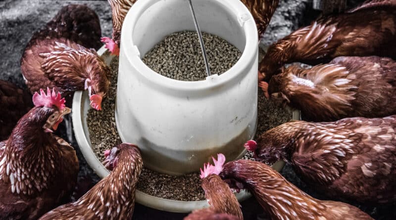 Limestone for Animal Feed