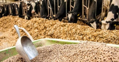 Limestone for Animal Feed in Nigeria